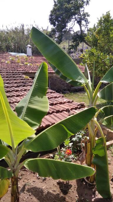 Rural House To Take A Break, La Serreria 25 - Private Garden 타코론테 외부 사진