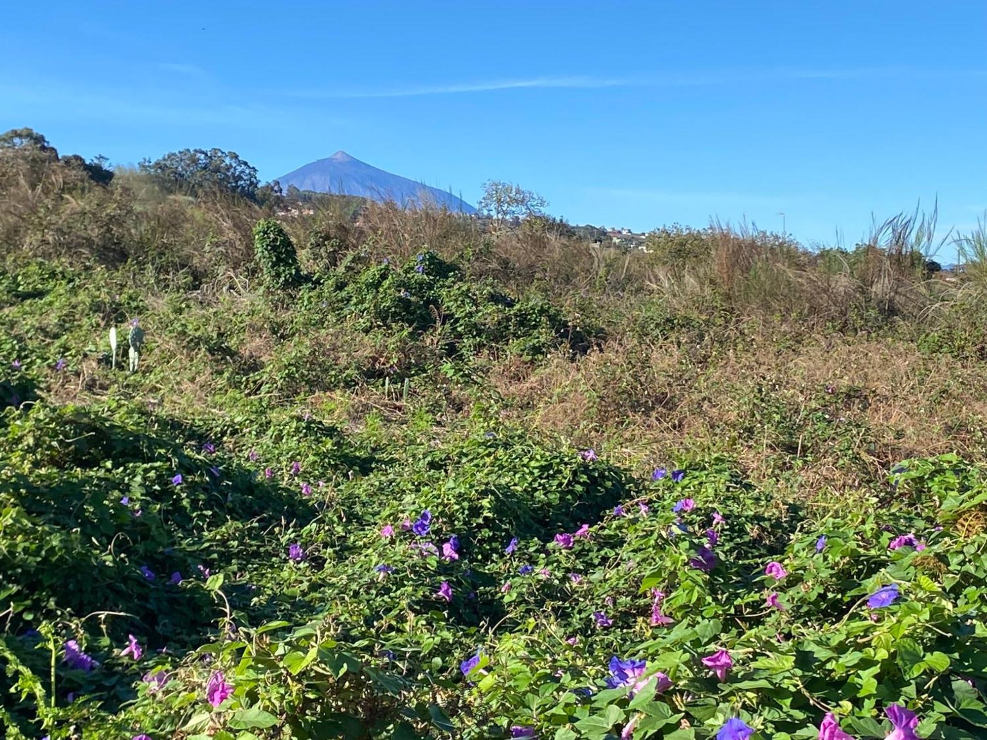 Rural House To Take A Break, La Serreria 25 - Private Garden 타코론테 외부 사진